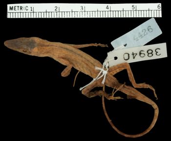 Media type: image; Herpetology R-38940